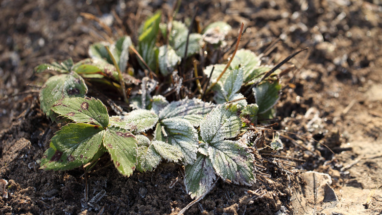 Strawberry plant with frost on the leaves surrounded by mulch