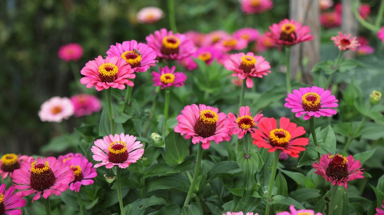 zinnias in garden