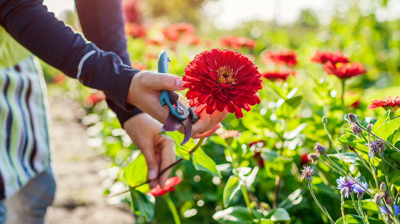 gardener harvesting zinnias