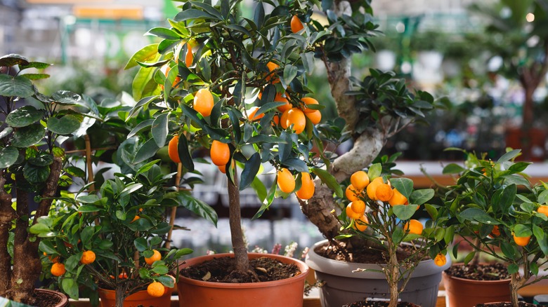 dwarf citrus trees 