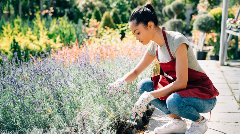 woman caring for lavender in garden