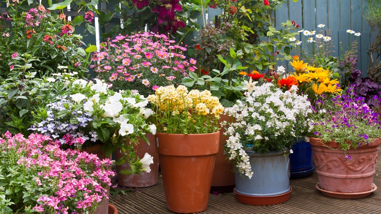 annual flowers in containers in garden