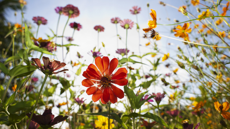 wildflowers field