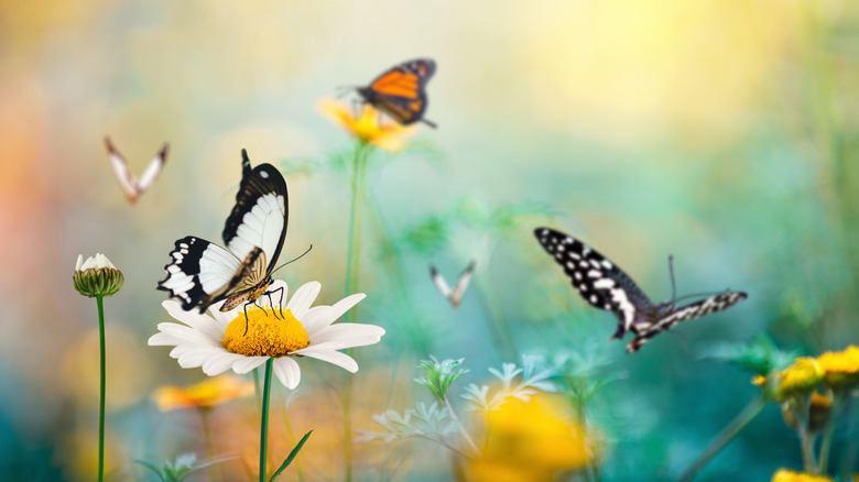 wildflowers with butterflies