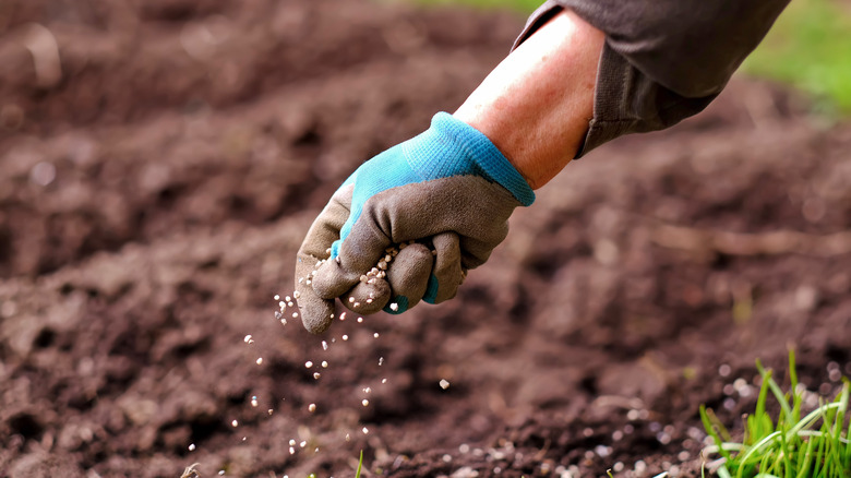 hand planting seeds in soil