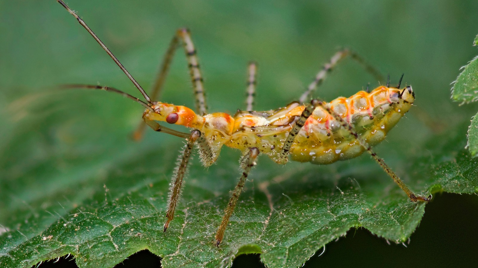 Our Top Tips For Keeping Leafhoppers Out Of Your Lawn