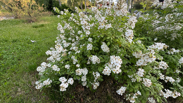 A large white multiflora rose bush grows in a yard