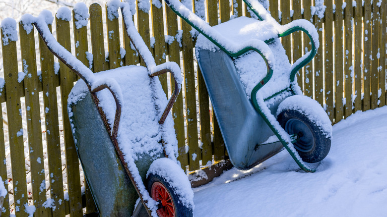 Two wheel barrows covered in snow leaning against a wood fence