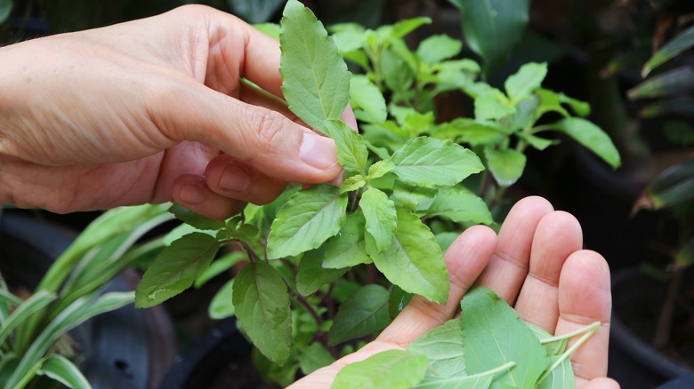 Hands picking basil