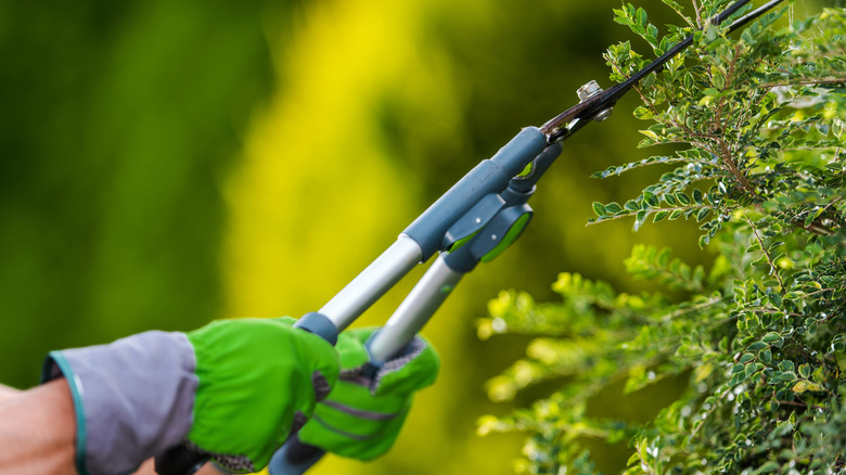 person trimming a hedge