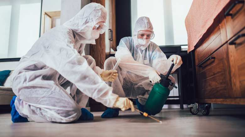 Exterminators spraying and testing floor