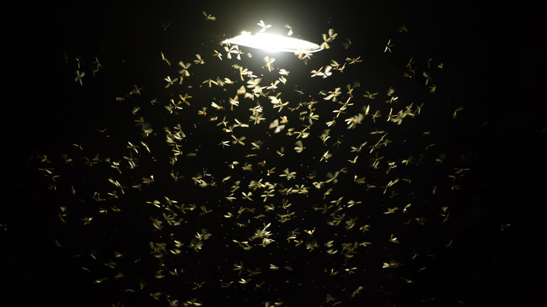 Bugs swarming around street lamp