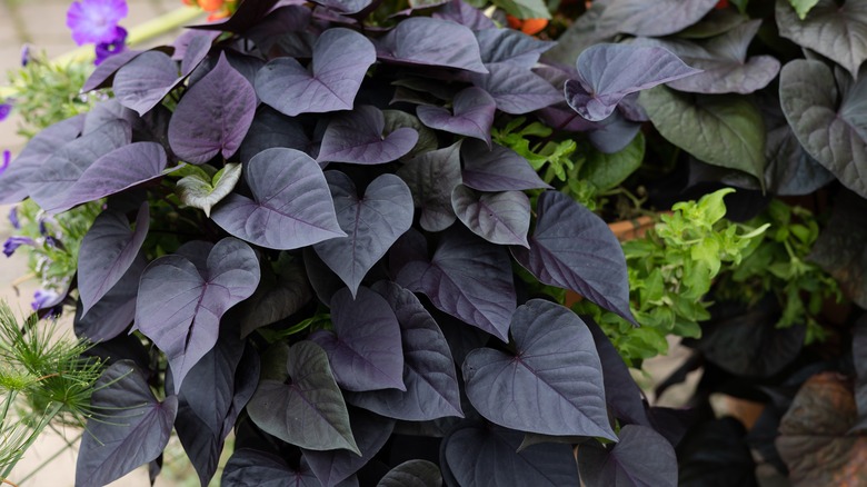 purple sweet potato vine leaves