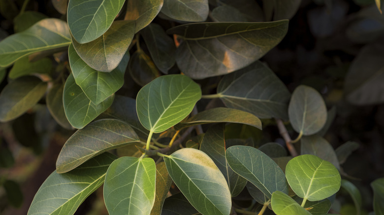 closeup of Bengal Fig leaves