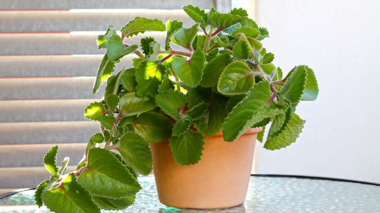 healthy potted Coleus plant
