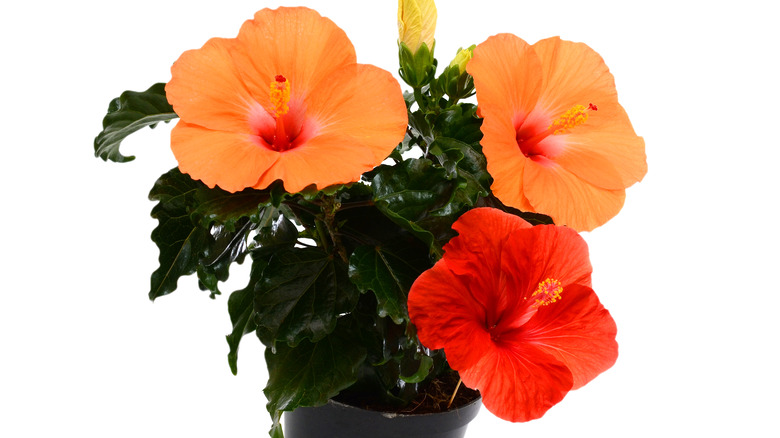 beautiful hibiscus flowers