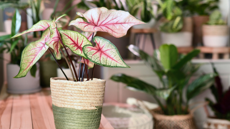 freshly potted Caladium