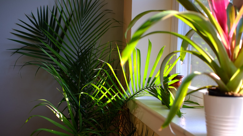 Majesty palm in planter
