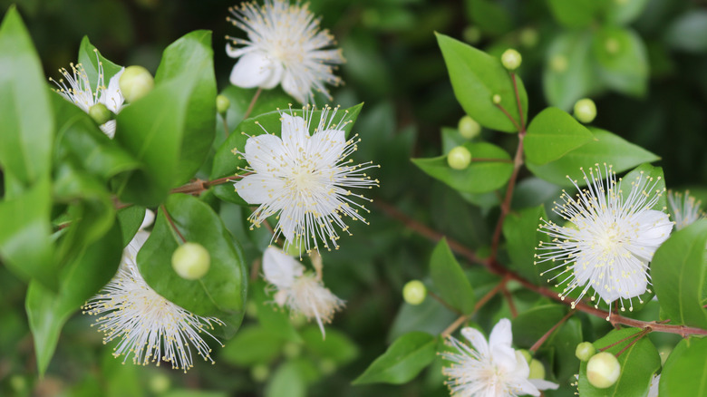 closeup of myrtle flowers