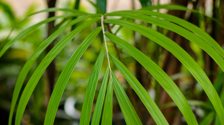 closeup of lady palm