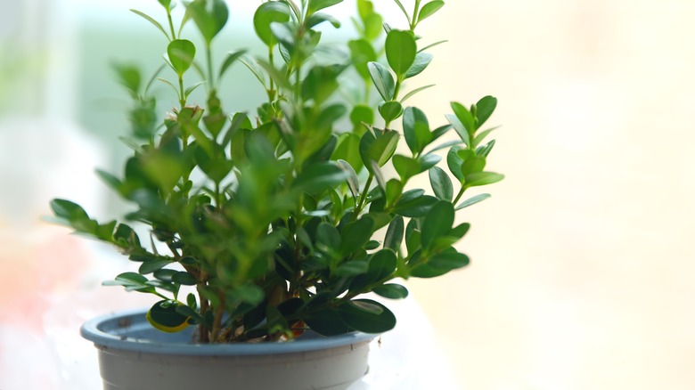 Boxwood on windowsill