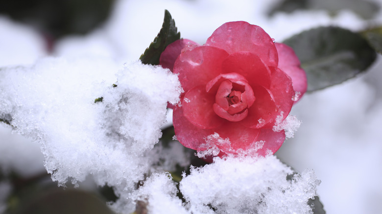 Blooming pink camellia flower in snow