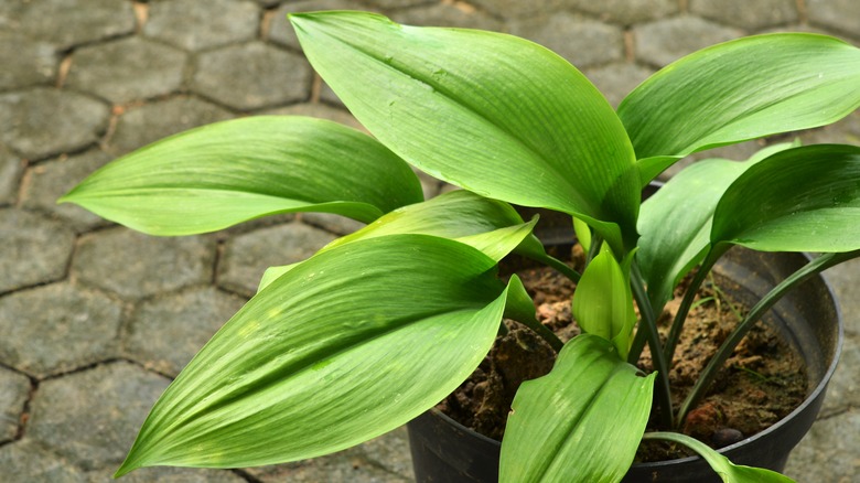 Potted cast iron plant