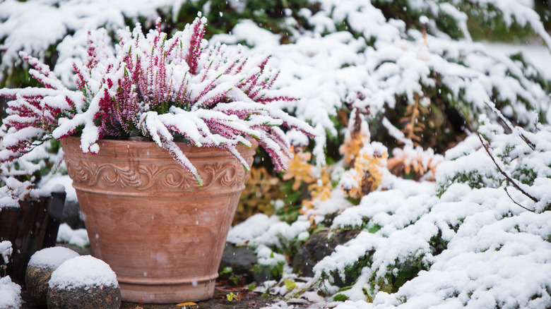 Potted common heather covered in snow