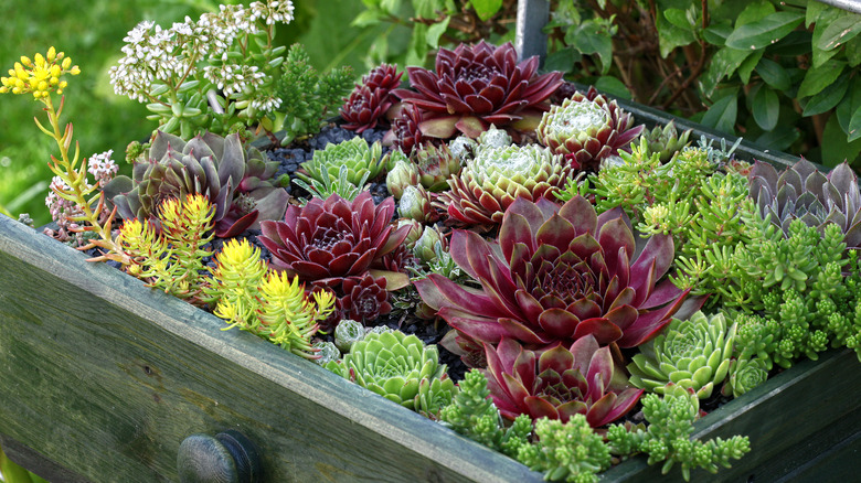Hens and Chicks succulents in a pot