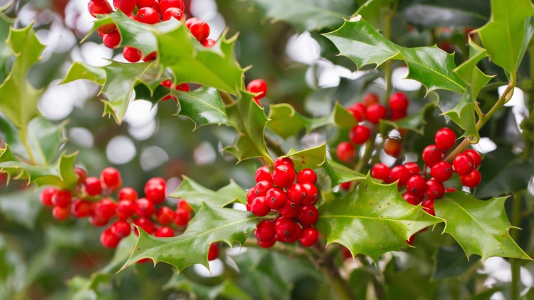 Closeup of holly leaves and berries