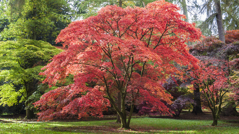 Bright red Japanese maple tree