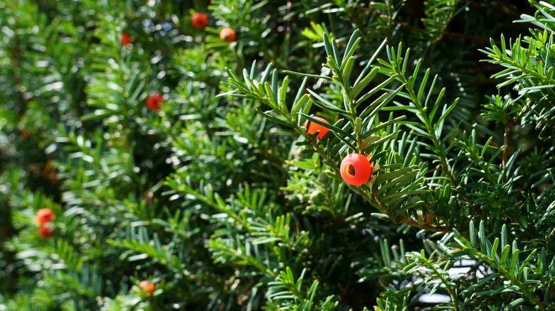 Japanese yew shrub with berries