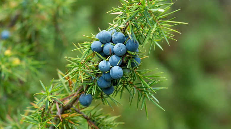 Closeup of juniper needles and berries