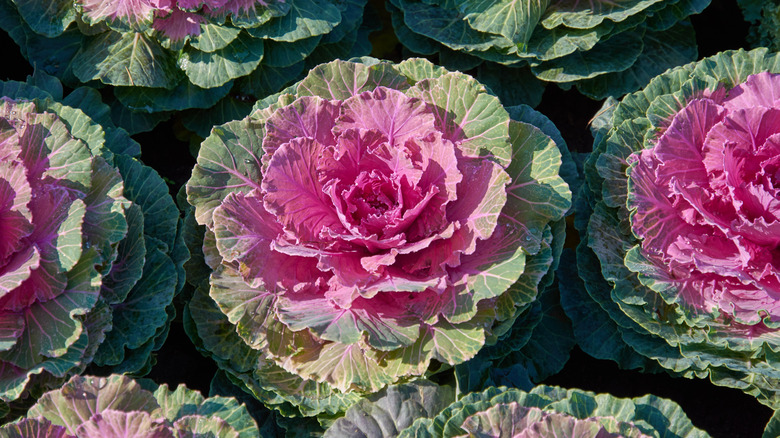 Ornamental cabbage with purple center