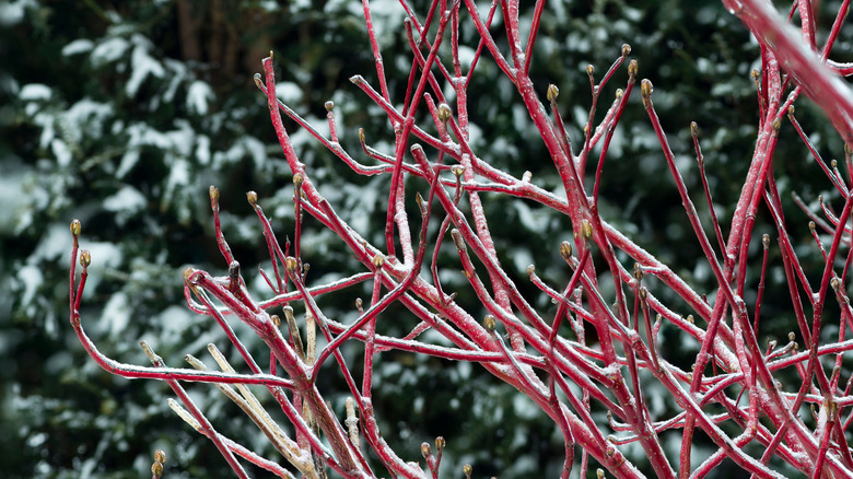 Bare bright red Red Twig Dogwood stems
