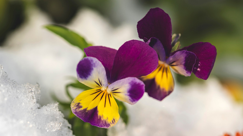 Purple and yellow viola in the snow