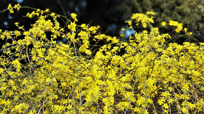 Yellow winter jasmine flowers