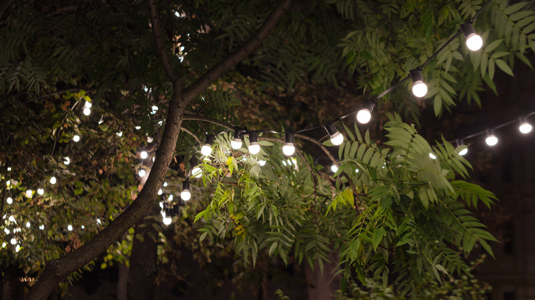 string lights in tree canopy