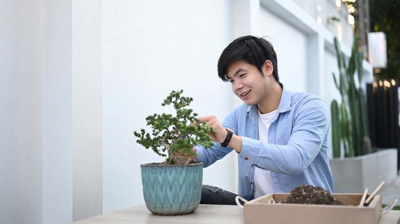 Person trimming Bonsai tree