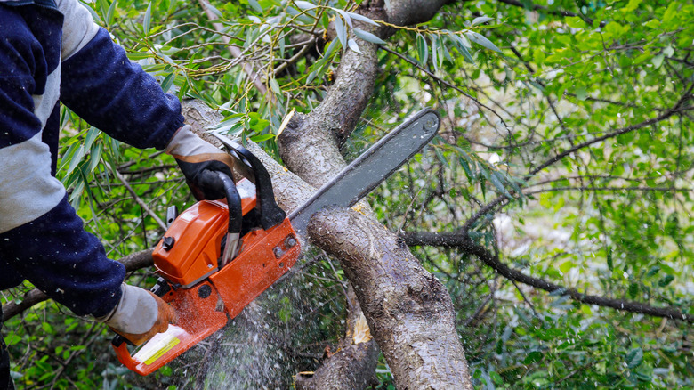 Person cutting main tree branch