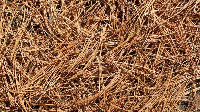 Pine needle mulch