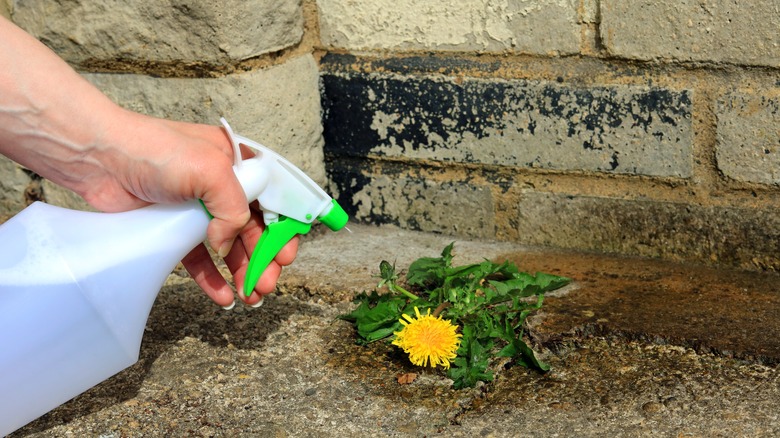 Spraying weeds with vinegar