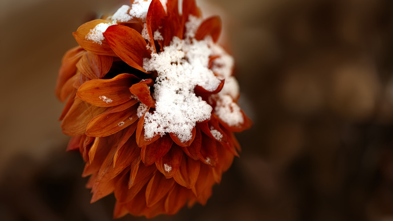 Dahlia flower under snow