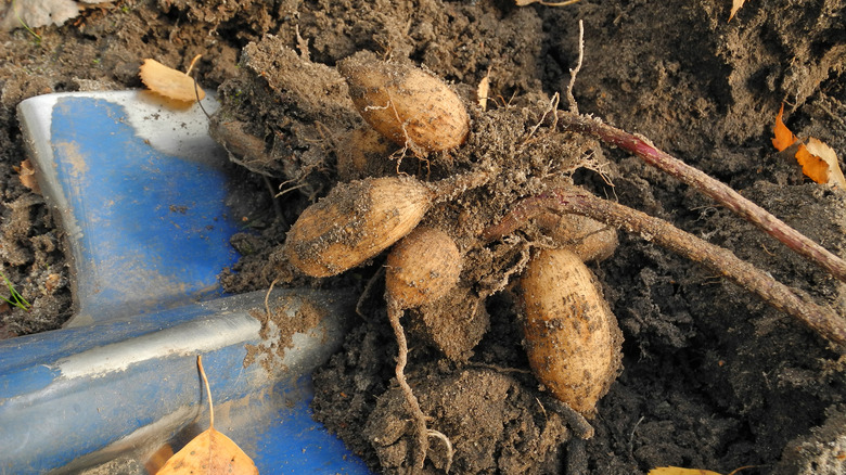 Digging up dahlia tubers