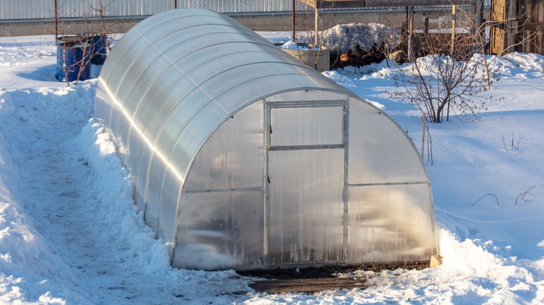 Poly greenhouse in winter