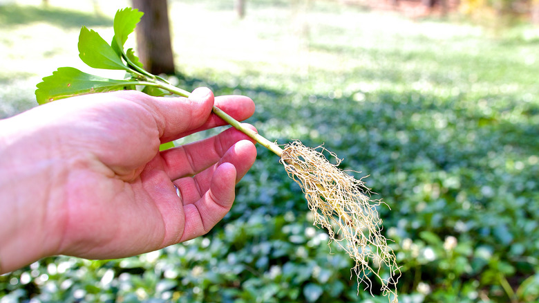 hand holding pachysandra