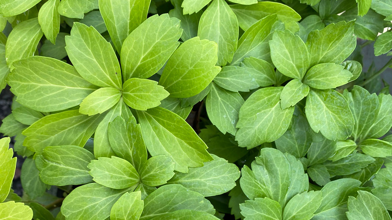 closeup pachysandra leaves