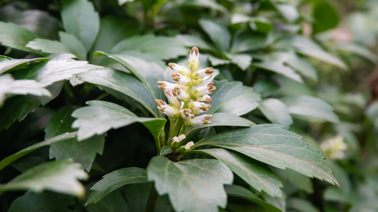 pachysandra flower in bloom