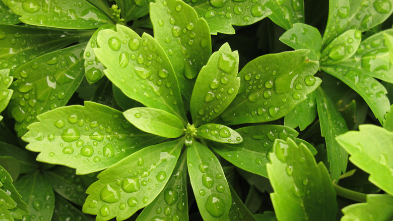 pachysandra and raindrops