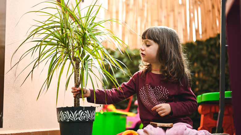 little girl grabbing a palm houseplant 